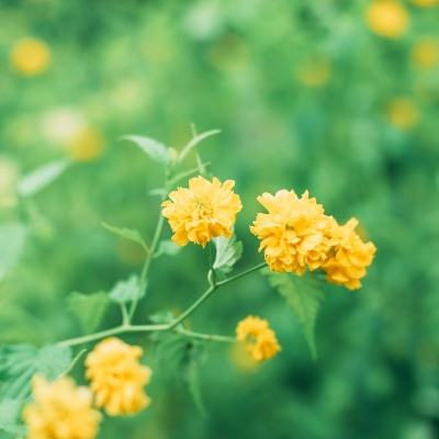 铁血传世无限元宝版下载